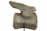 Fossil Camarasaurus Caudal Vertebra with Metal Stand - Colorado #335444-6